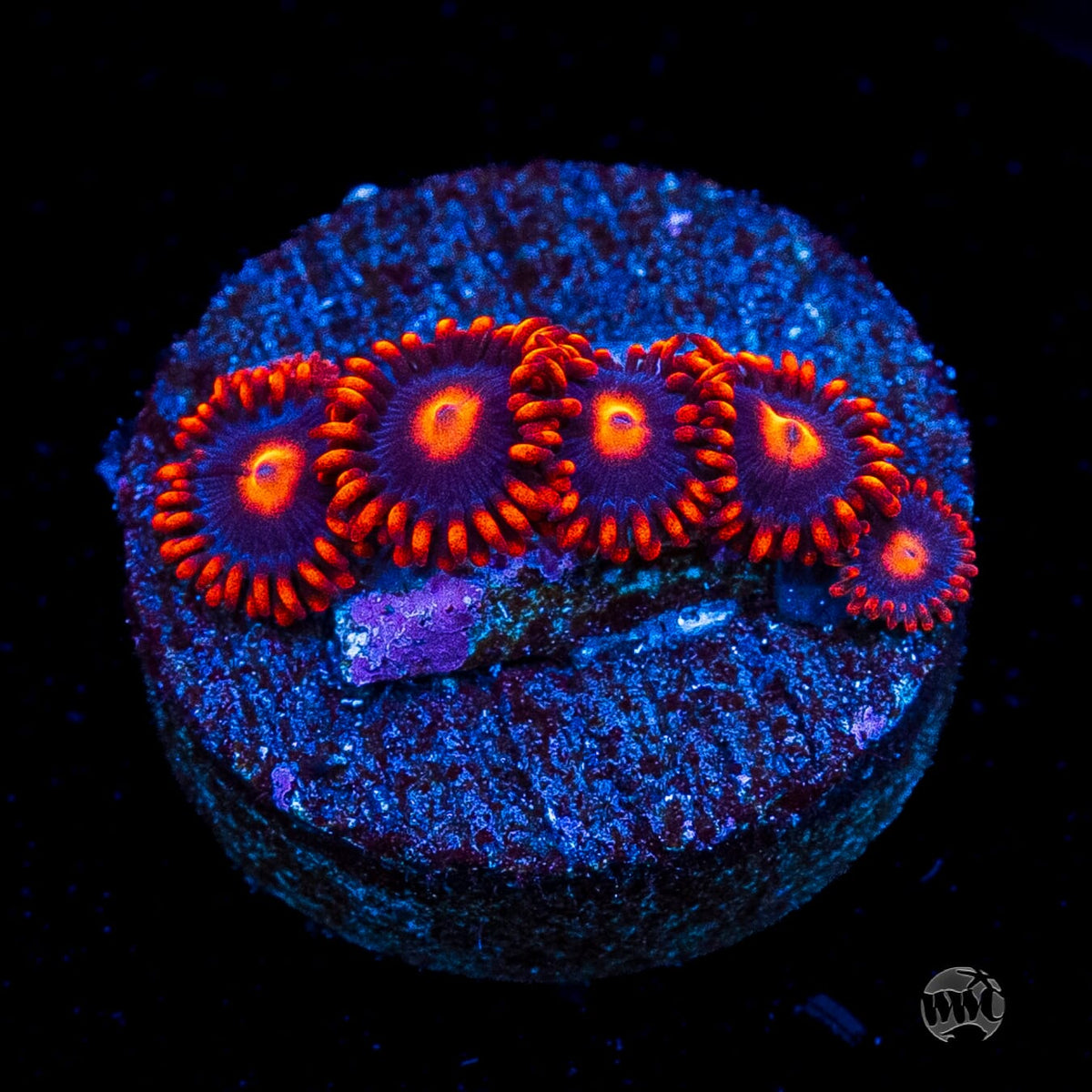 WWC Clementine Zoanthids