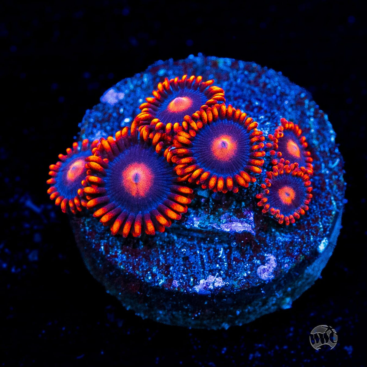 WWC Clementine Zoanthids