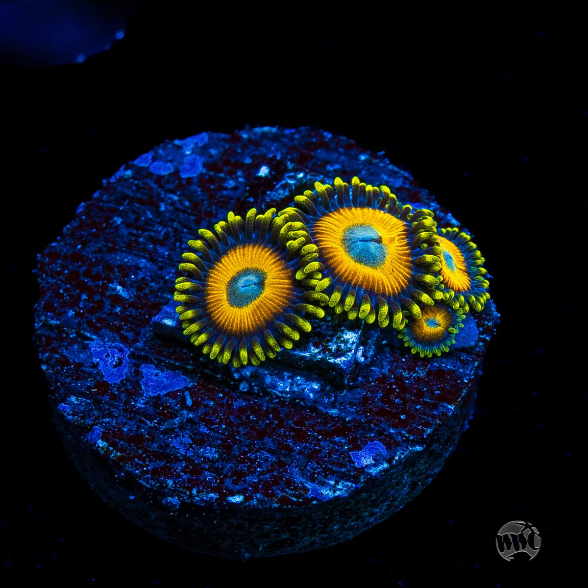Scrambled Eggs Zoanthids