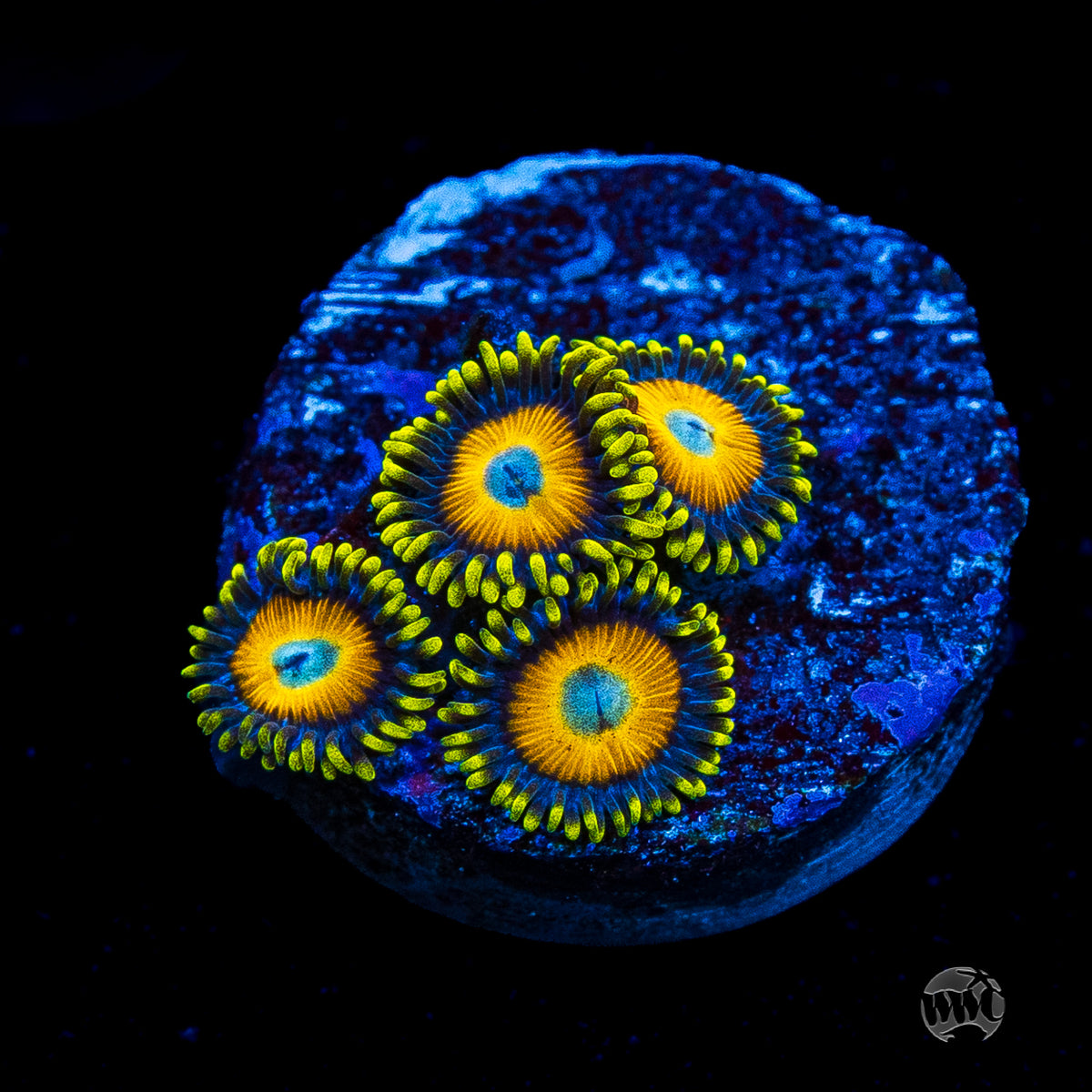 Scrambled Eggs Zoanthids