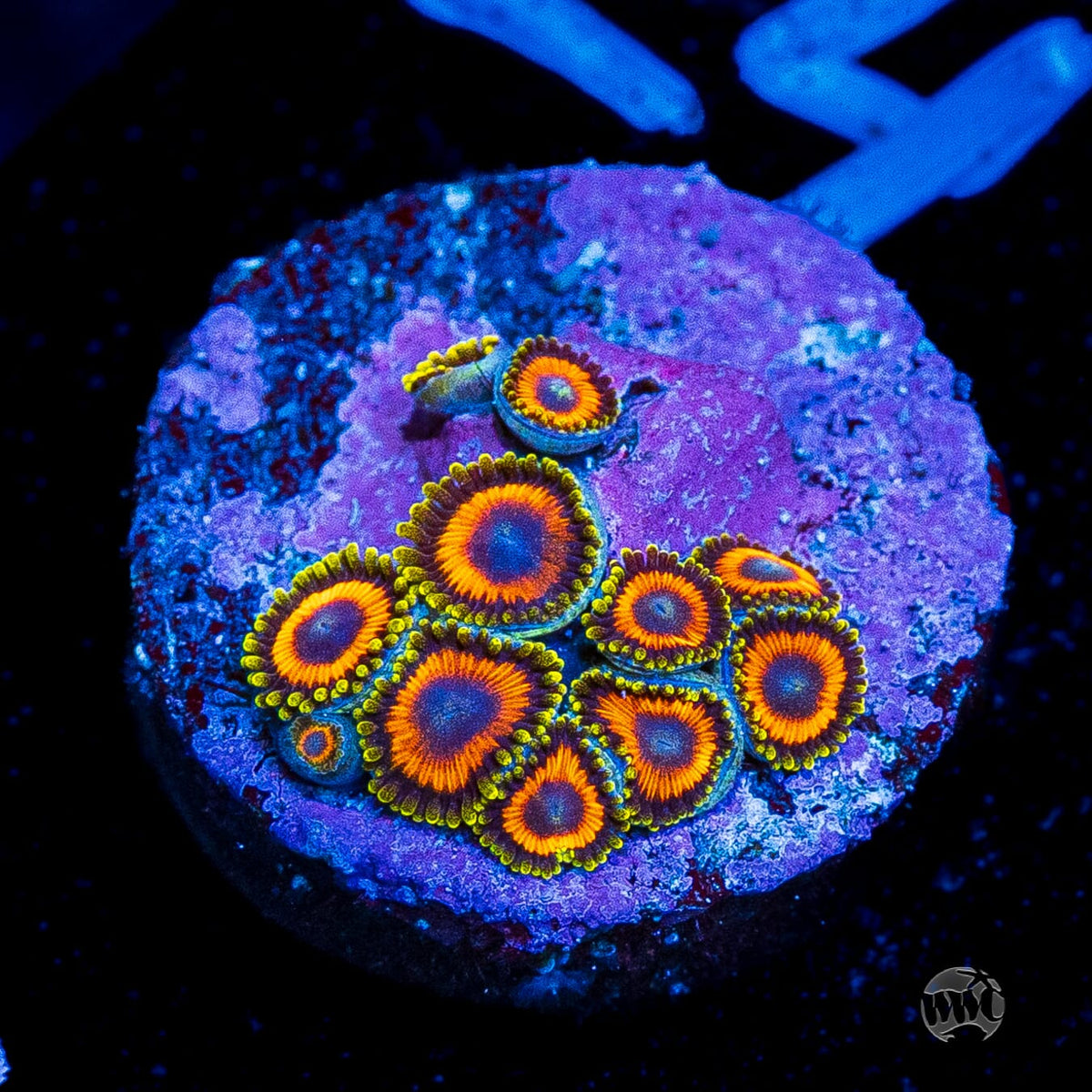 Eagle Eye Zoanthids