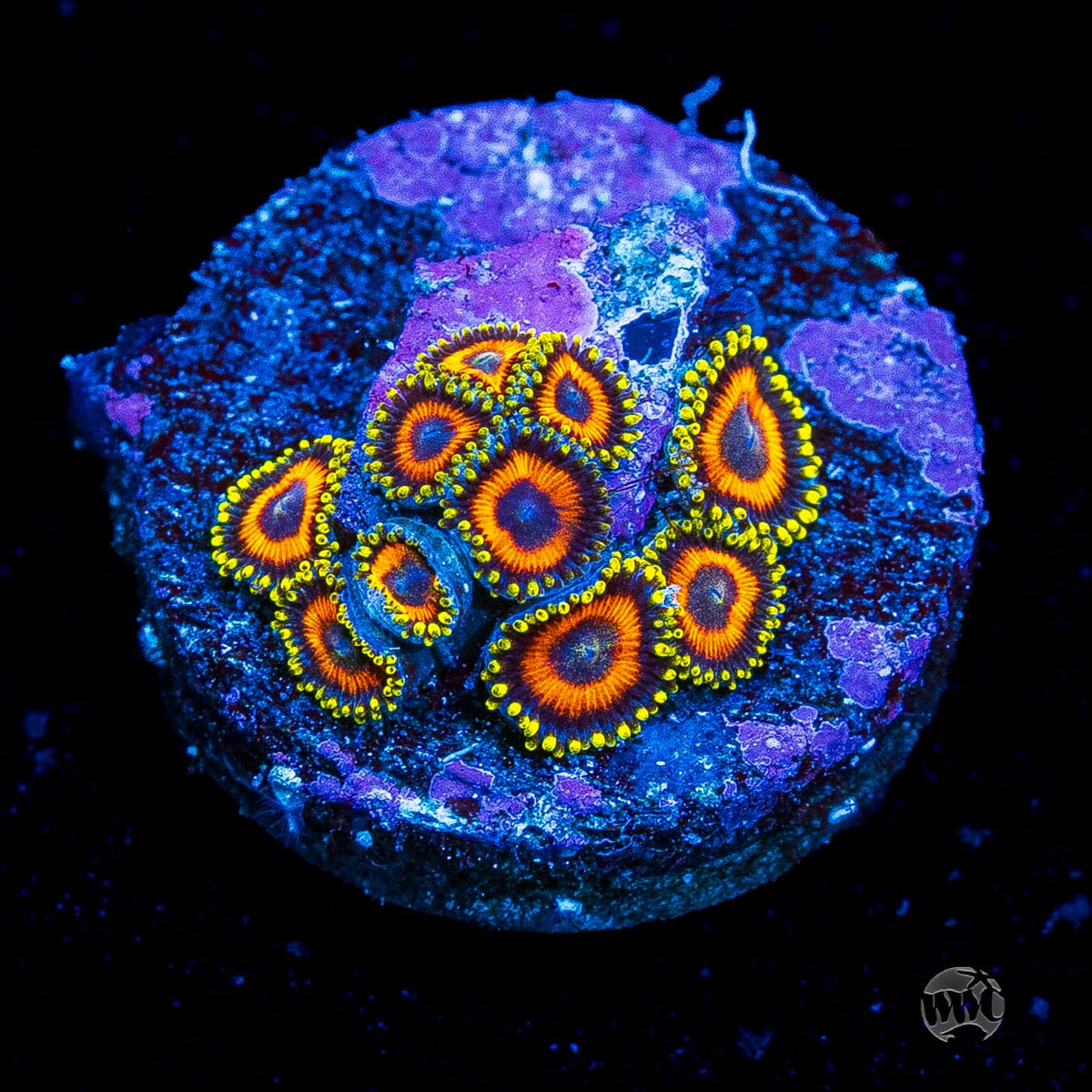 Eagle Eye Zoanthids