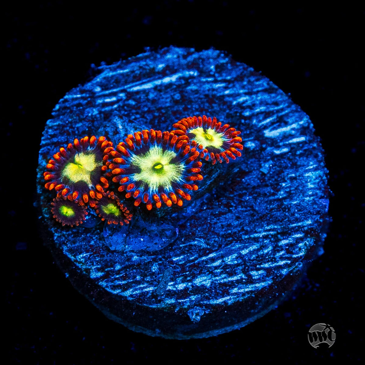 WWC Alpha Omega Zoanthids