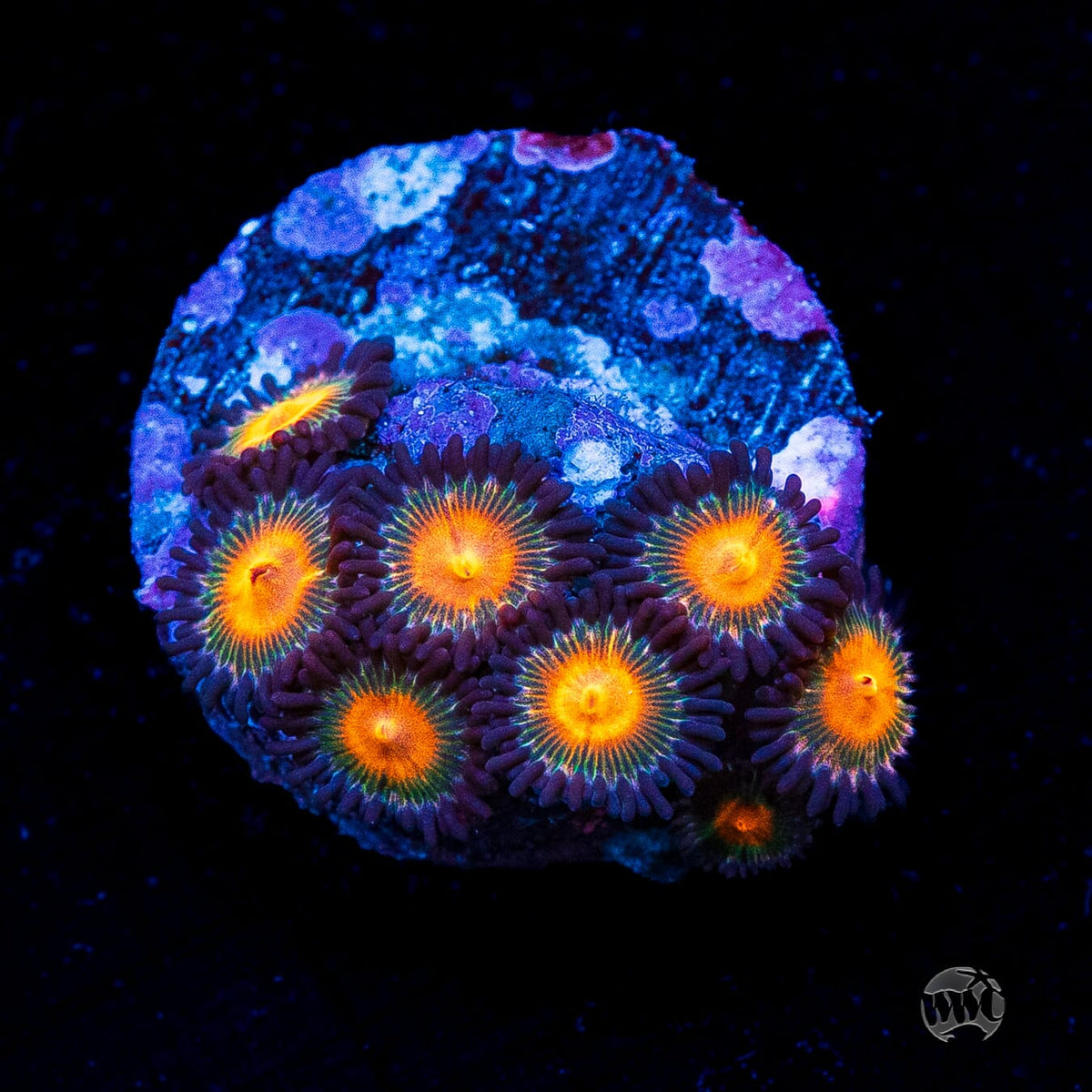 WWC Kiwi Sunset Zoanthids