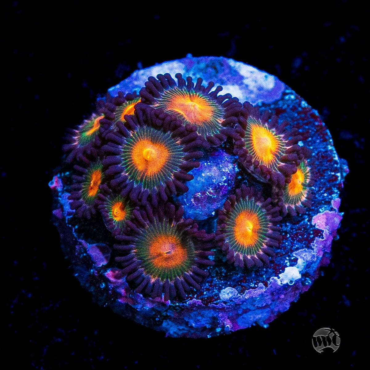 WWC Kiwi Sunset Zoanthids