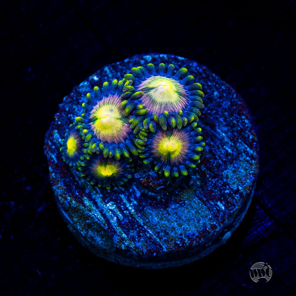 WWC Mystic Moon Zoanthids