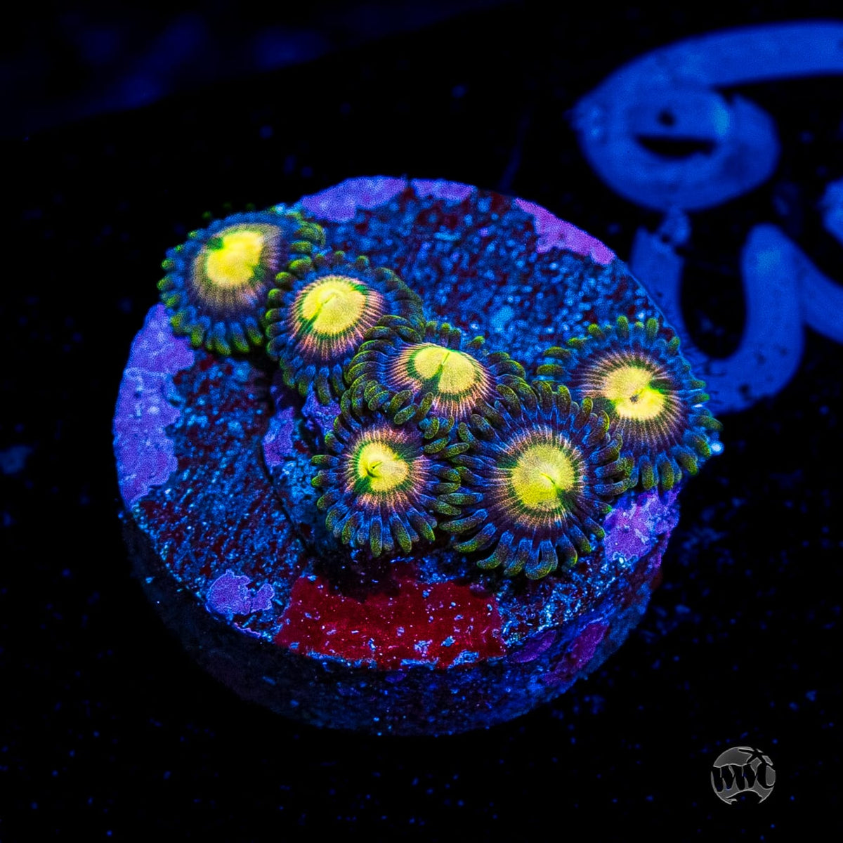 WWC Mystic Moon Zoanthids