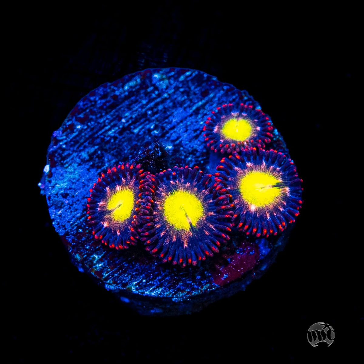 WWC Egg Yolks Zoanthids