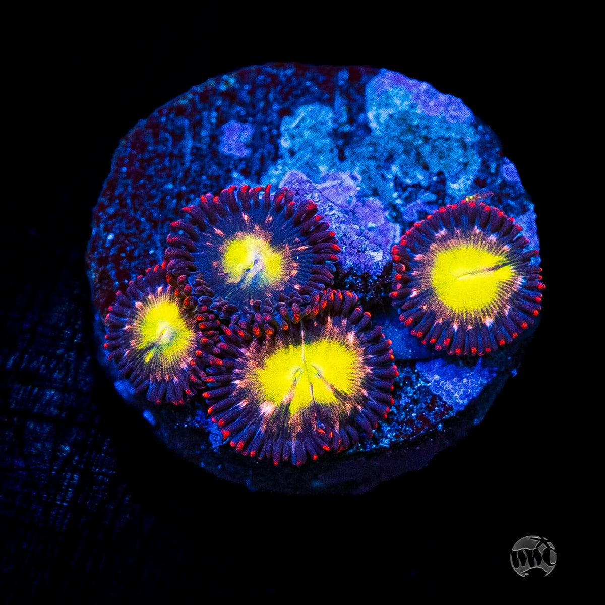 WWC Egg Yolks Zoanthids