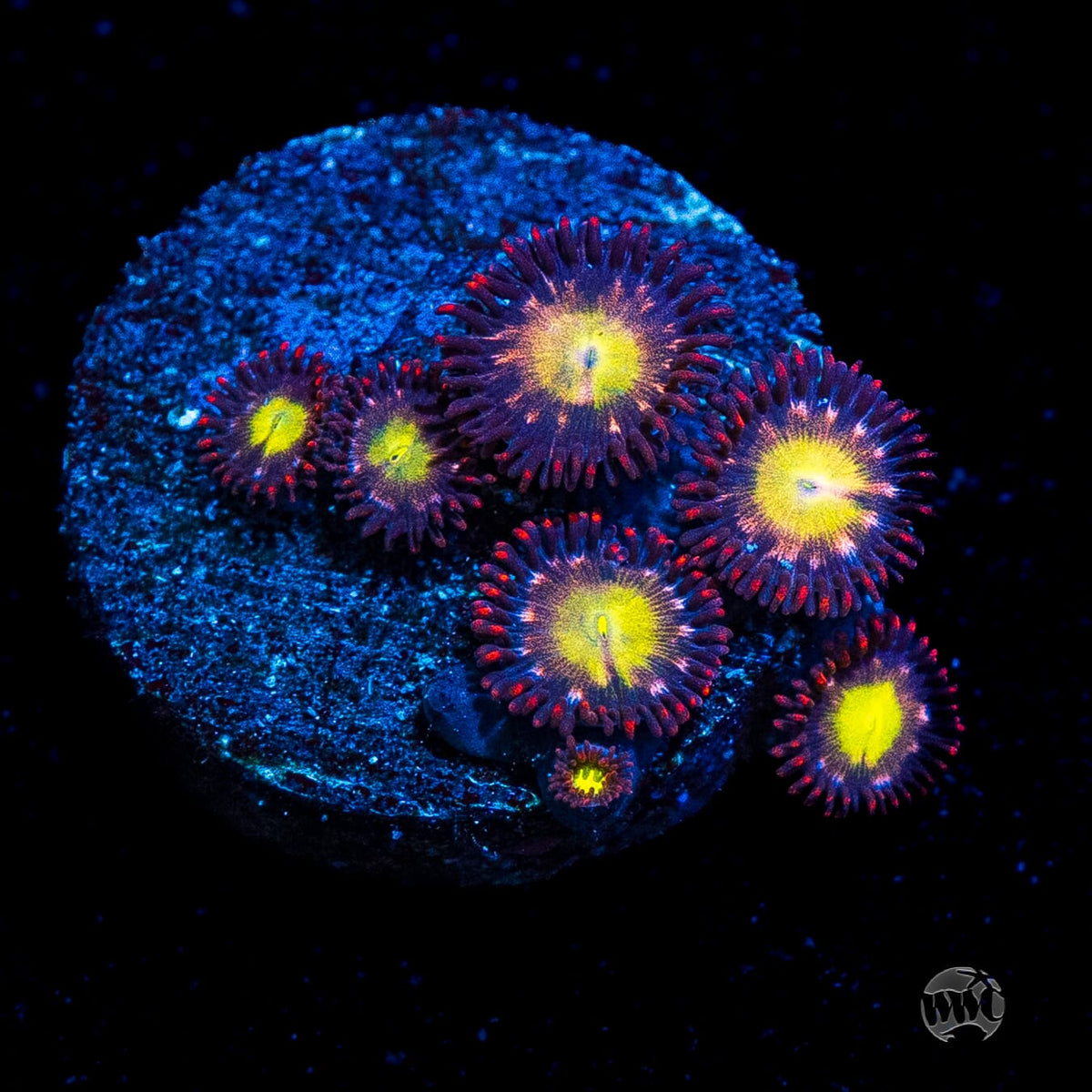WWC Egg Yolks Zoanthids