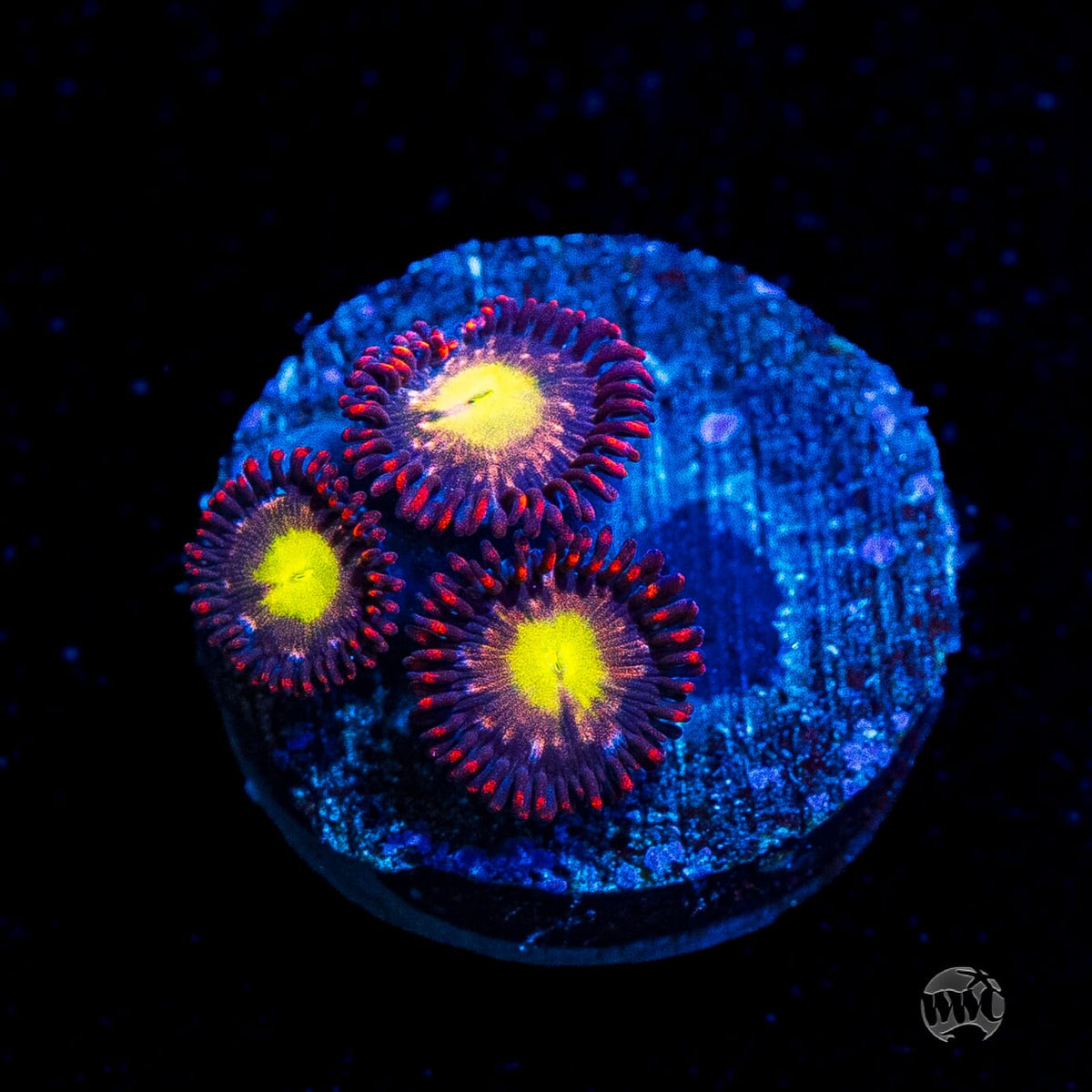 WWC Egg Yolks Zoanthids