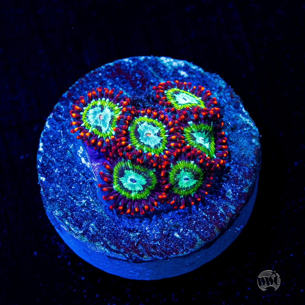 WWC Viridian Zoanthids