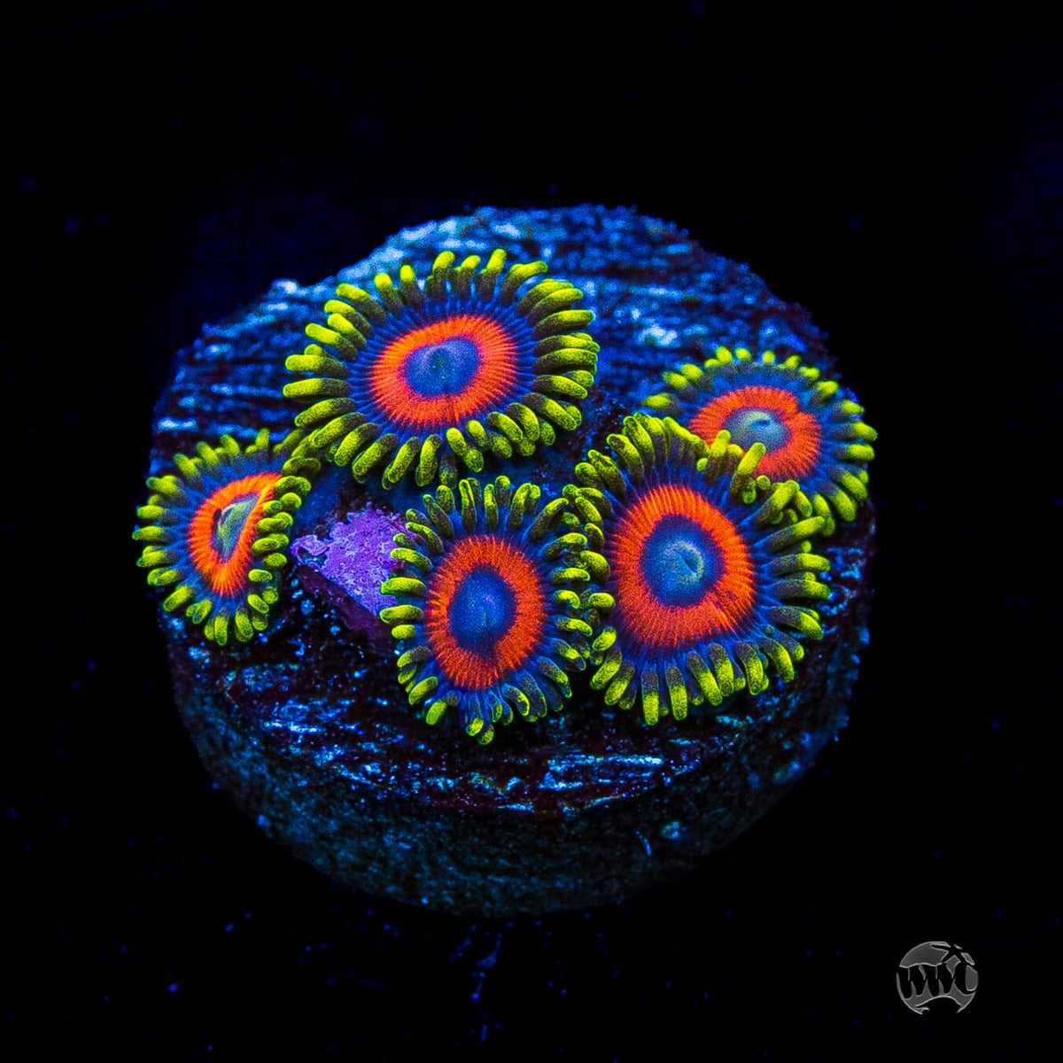 Rattlesnake Zoanthids