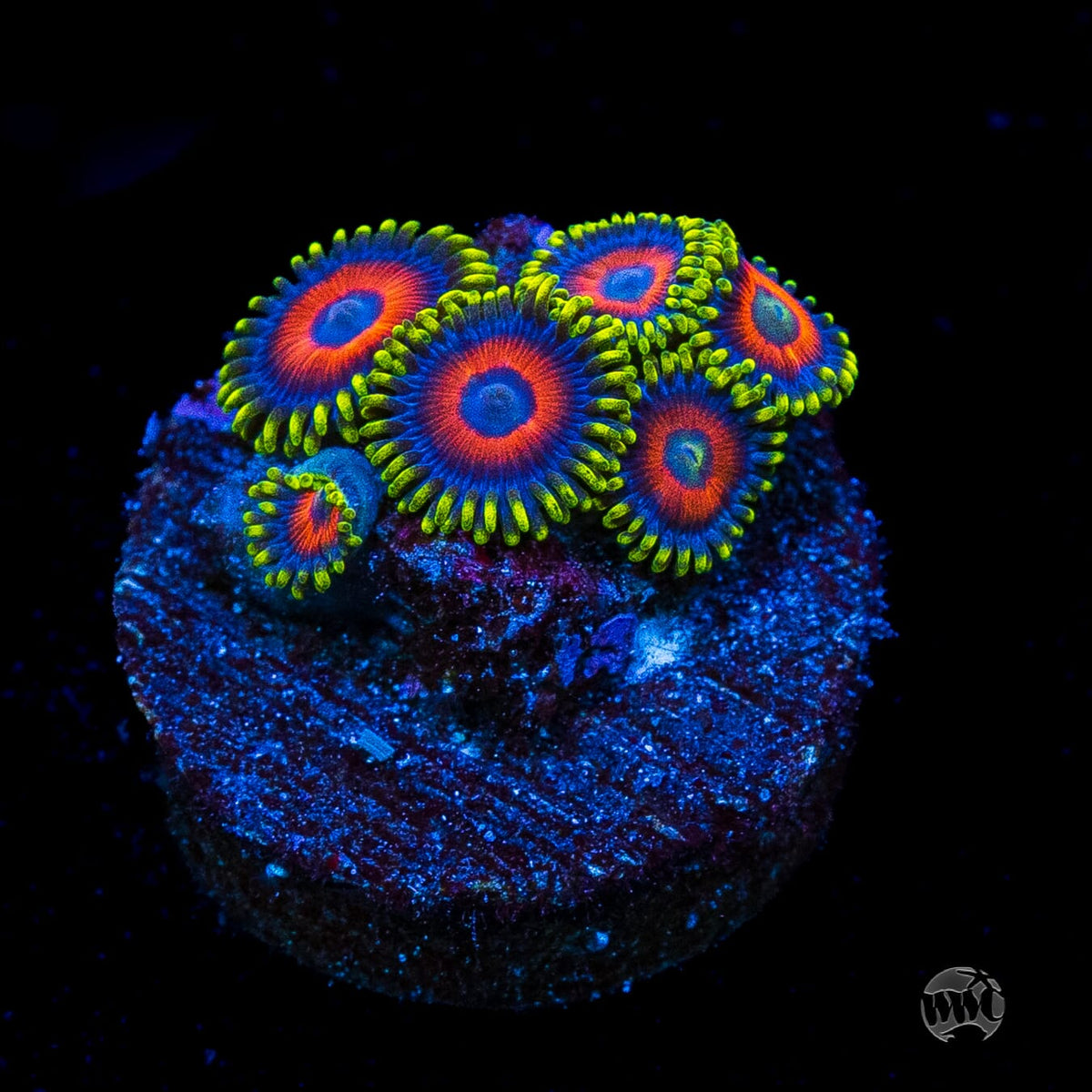 Rattlesnake Zoanthids