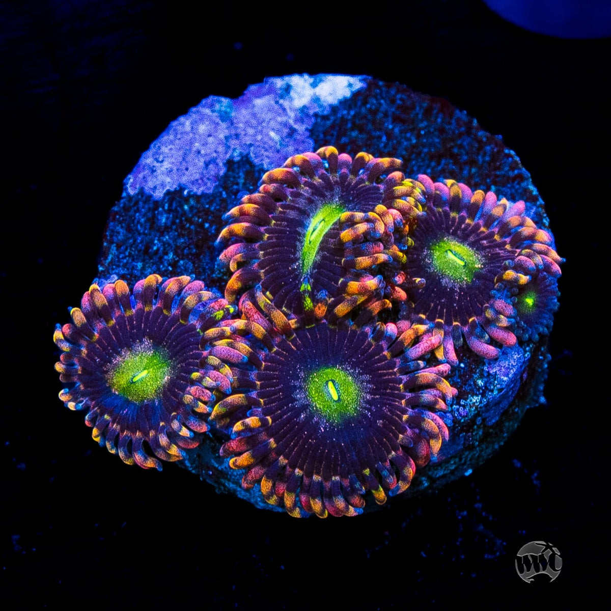 WWC Laffy Taffy Zoanthids