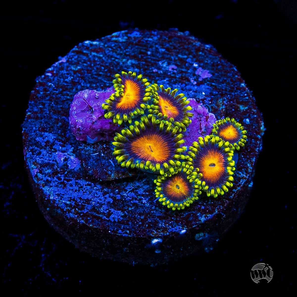 Yellow Brick Road Zoanthids