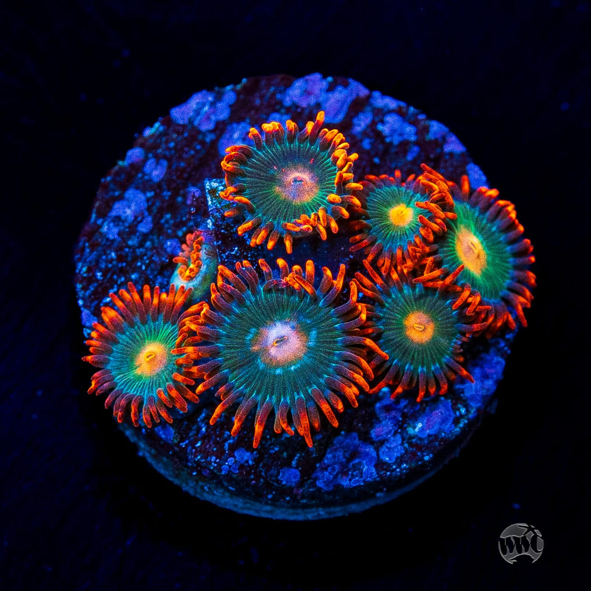 Gatorade Zoanthids