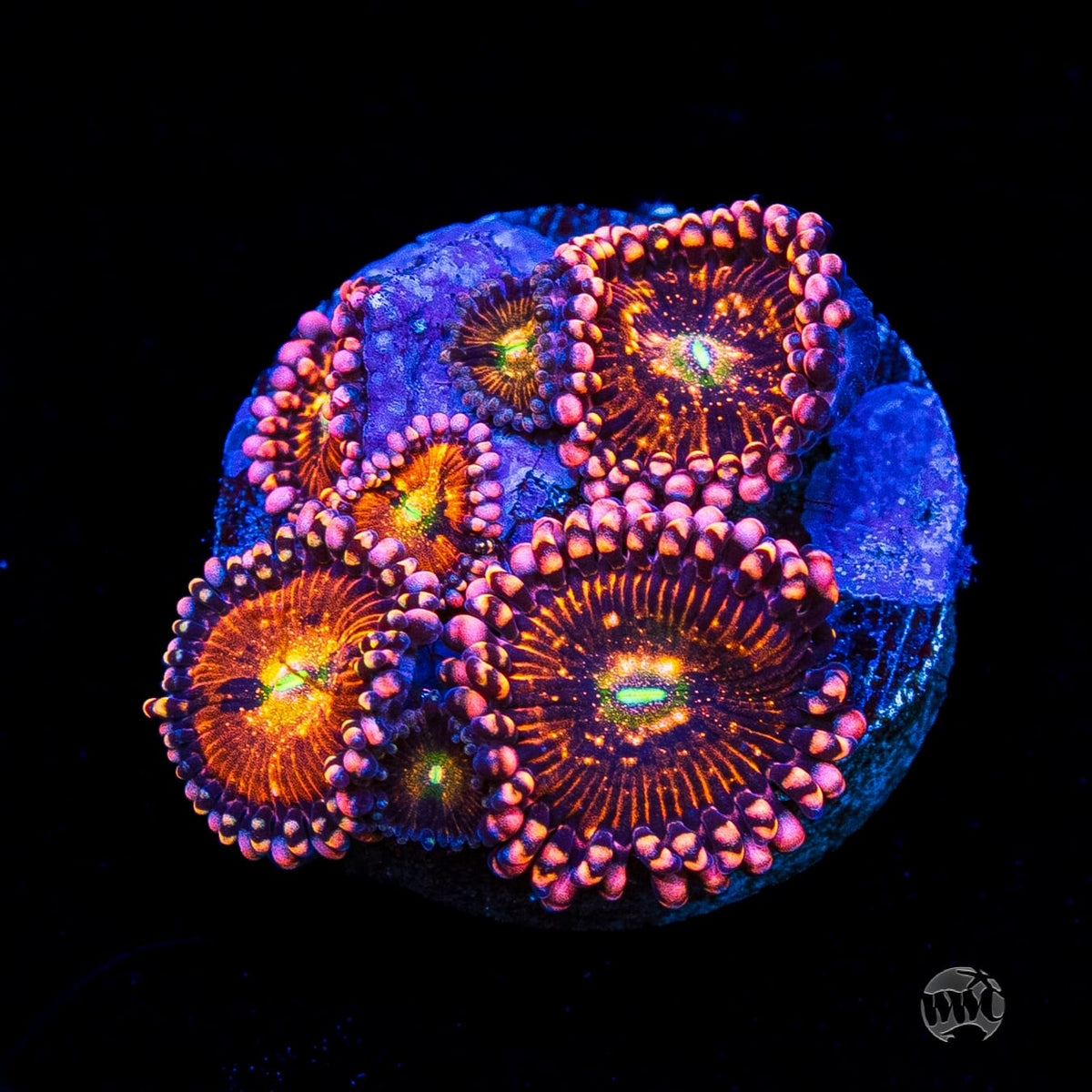 Playboy Bunny Zoanthids