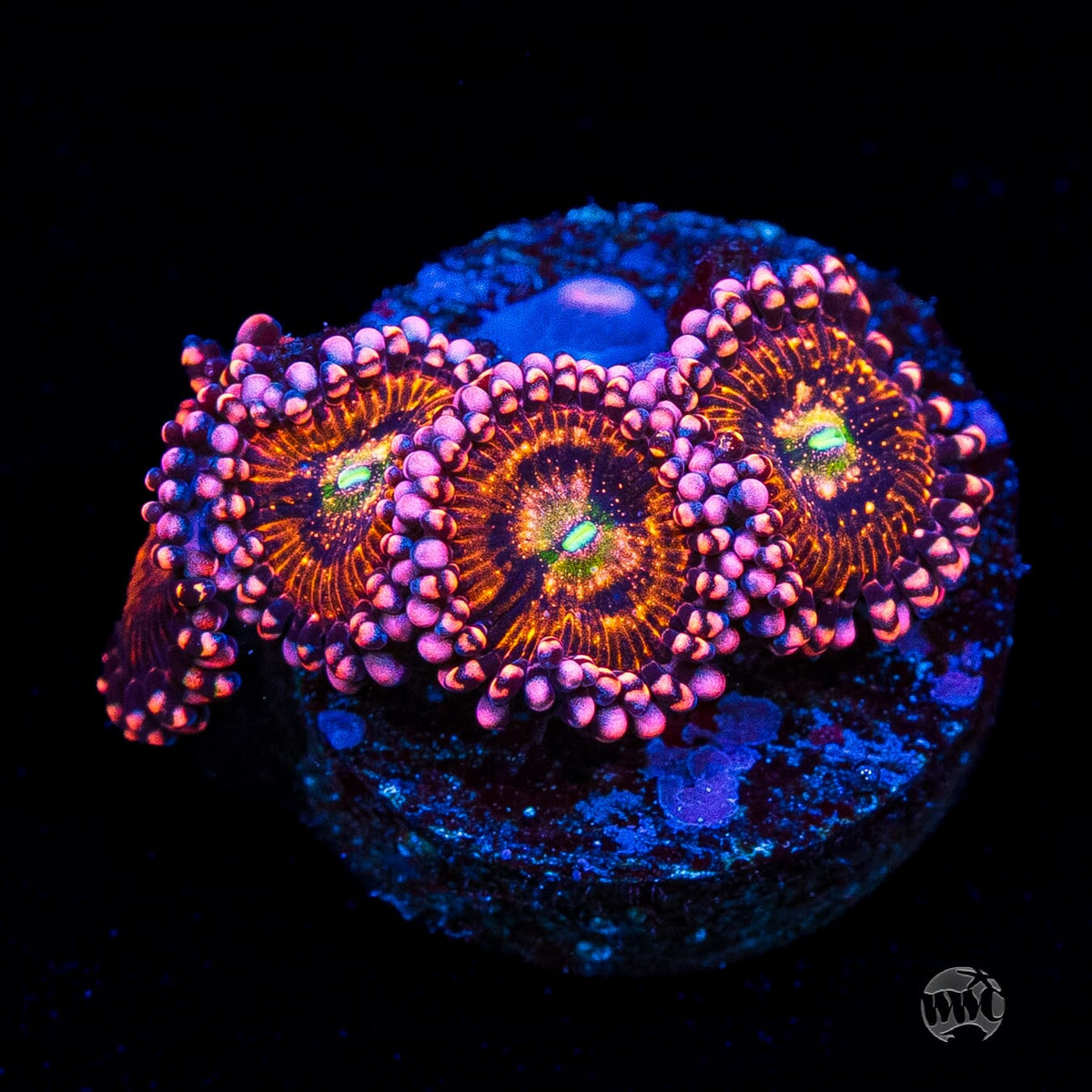 Playboy Bunny Zoanthids