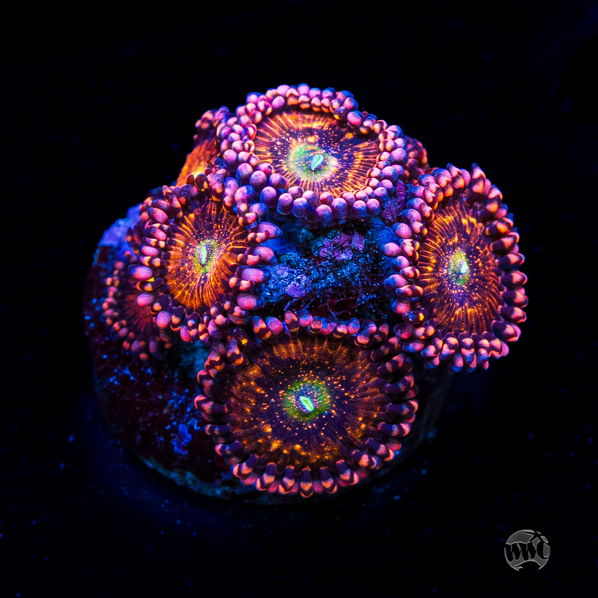 Playboy Bunny Zoanthids