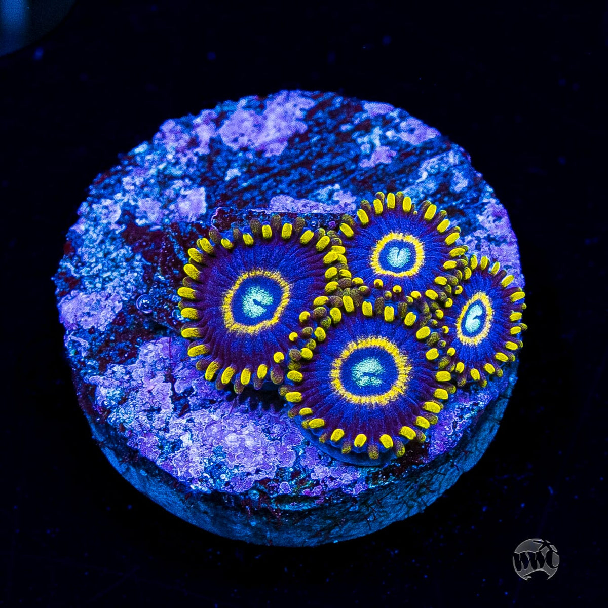 Blue Hornet Zoanthids