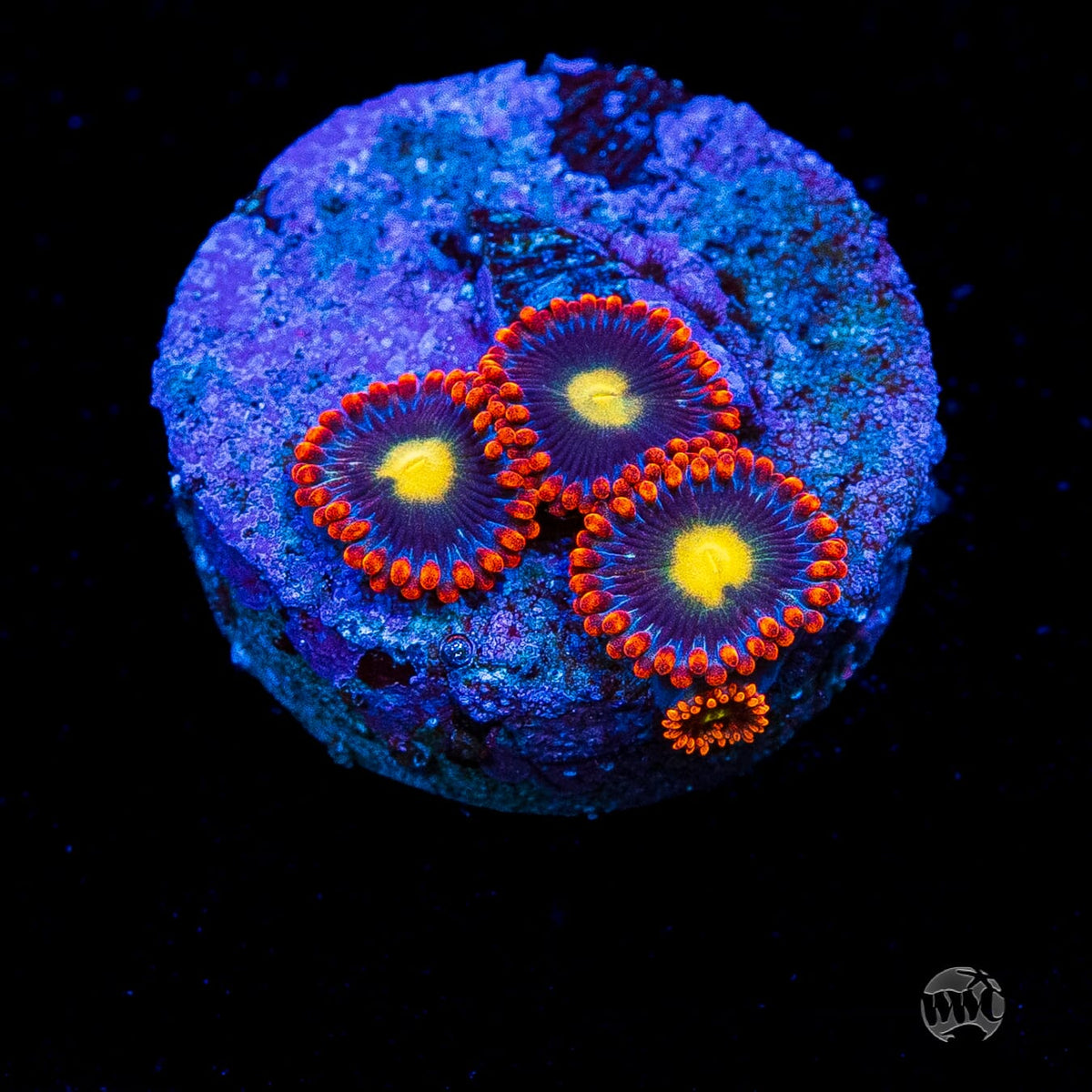 WWC Mandarin Monster Zoanthids