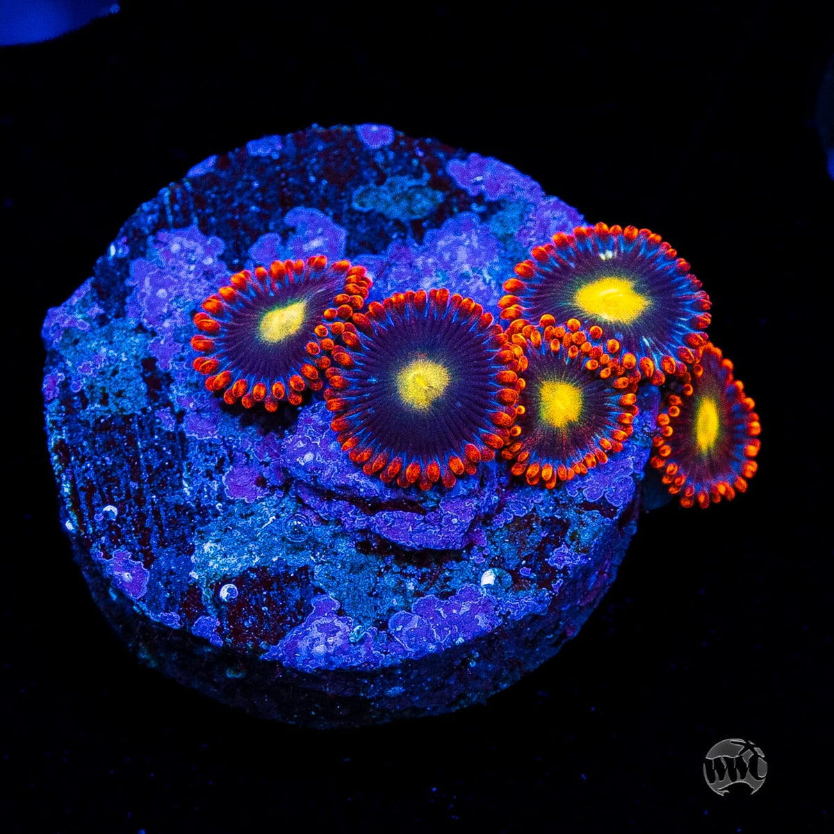 WWC Mandarin Monster Zoanthids