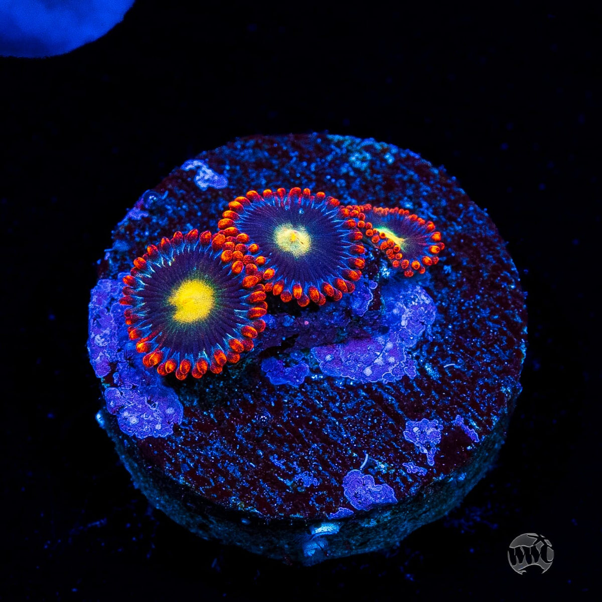 WWC Mandarin Monster Zoanthids