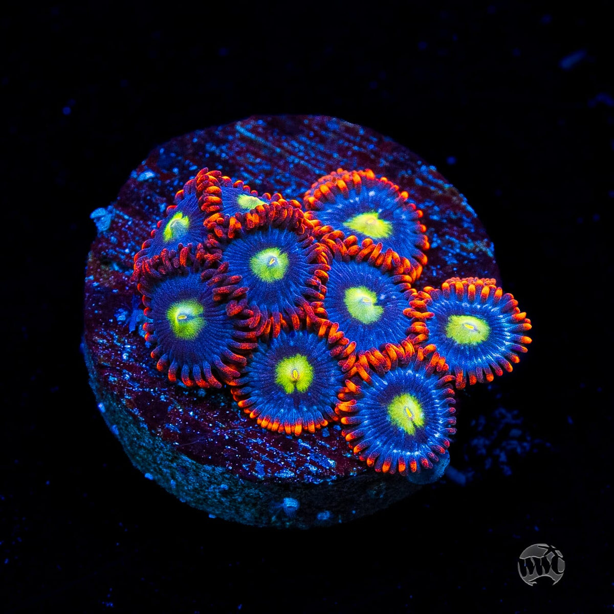 WWC Monster Mash Zoanthids