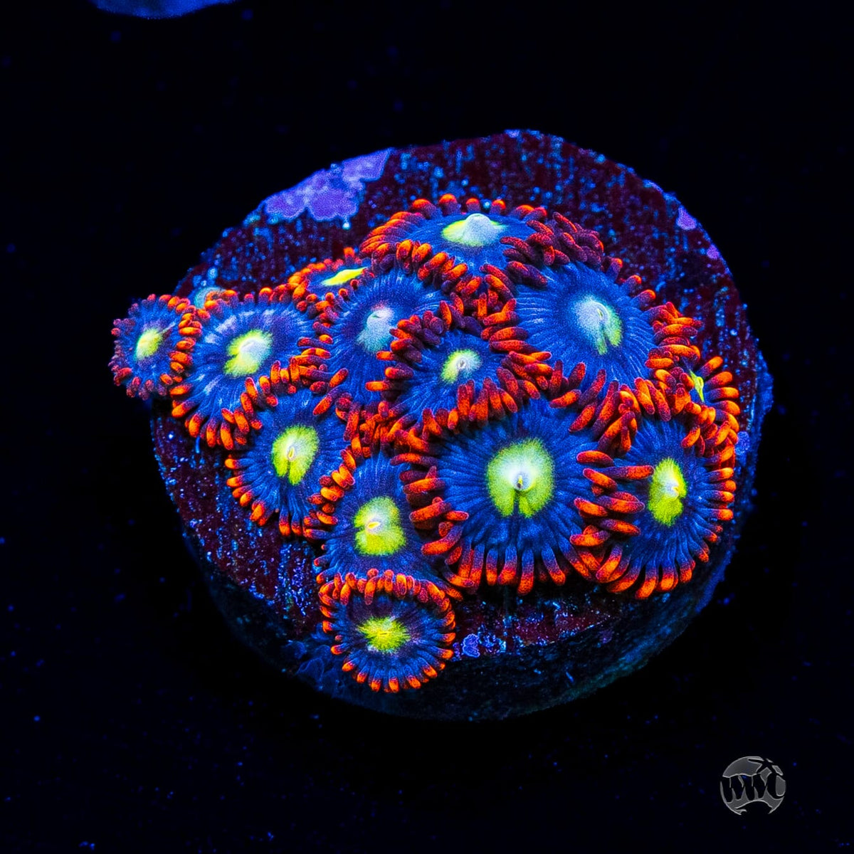 WWC Monster Mash Zoanthids