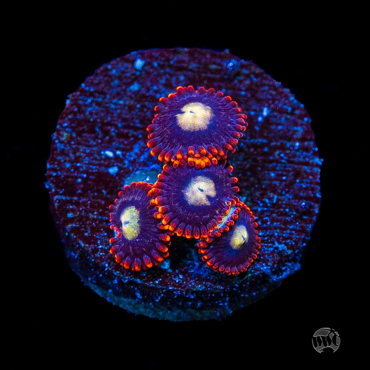 WWC Clementine Chaser Zoanthids