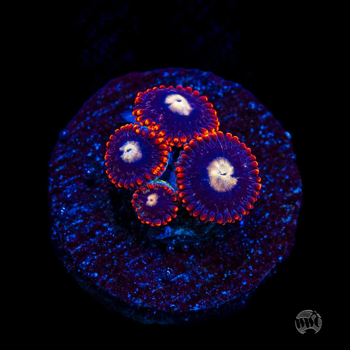 WWC Clementine Chaser Zoanthids