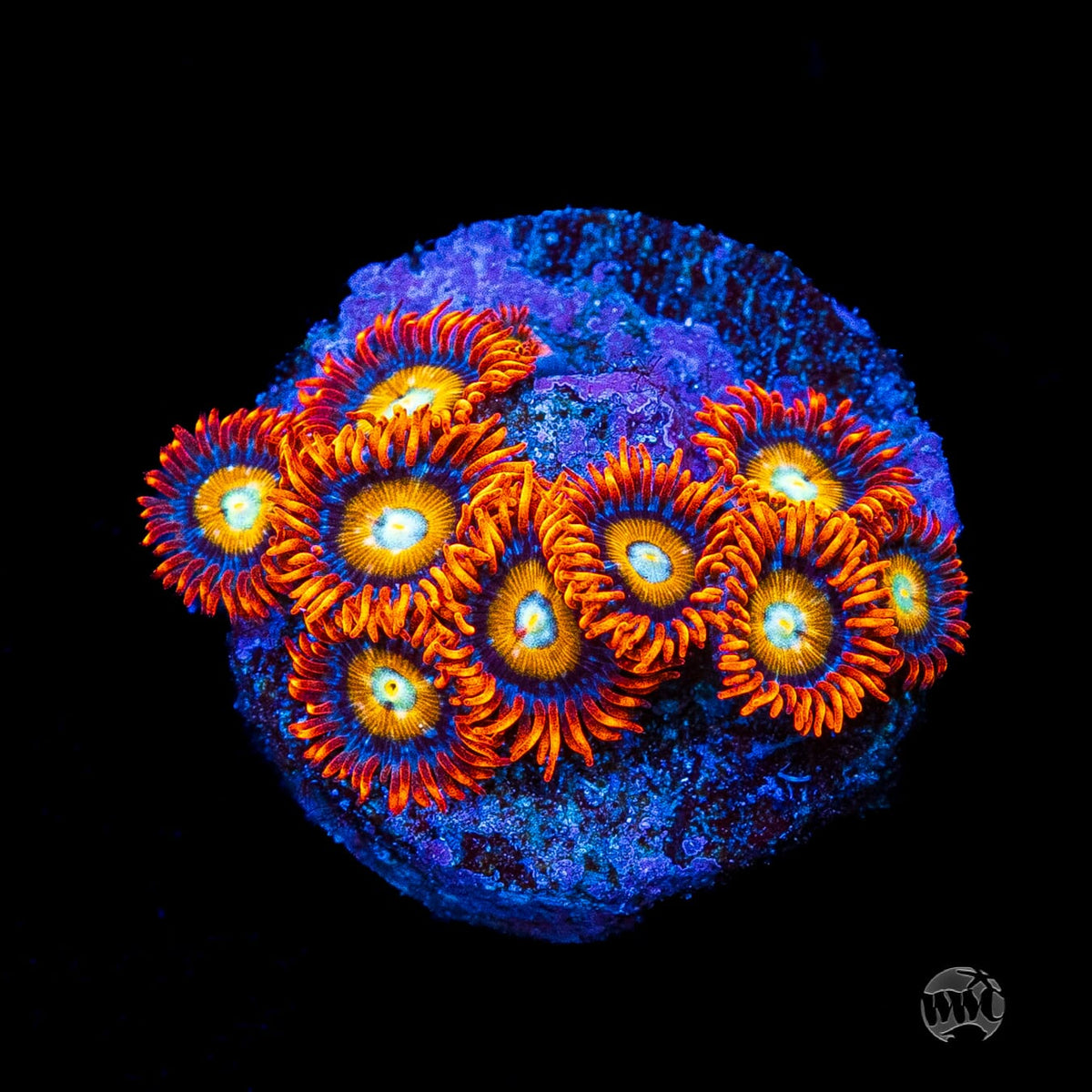 WWC Blondies Zoanthids