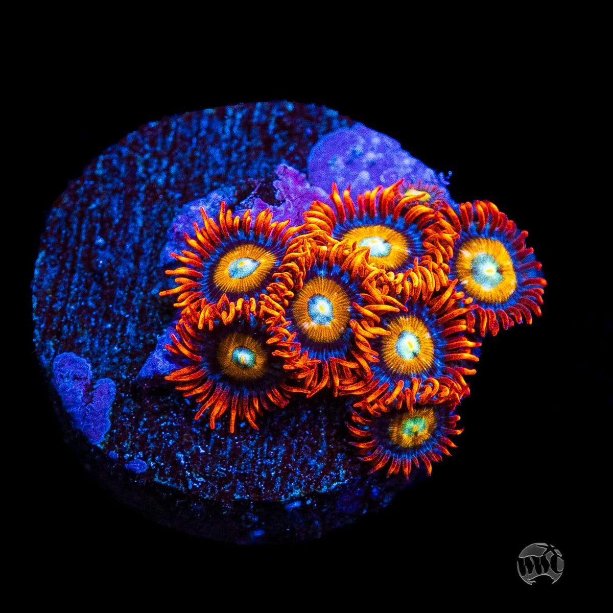 WWC Blondies Zoanthids