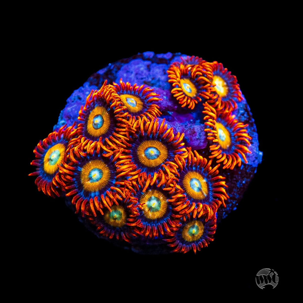 WWC Blondies Zoanthids