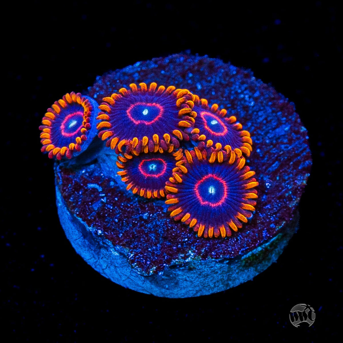 Red Hornet Zoanthids