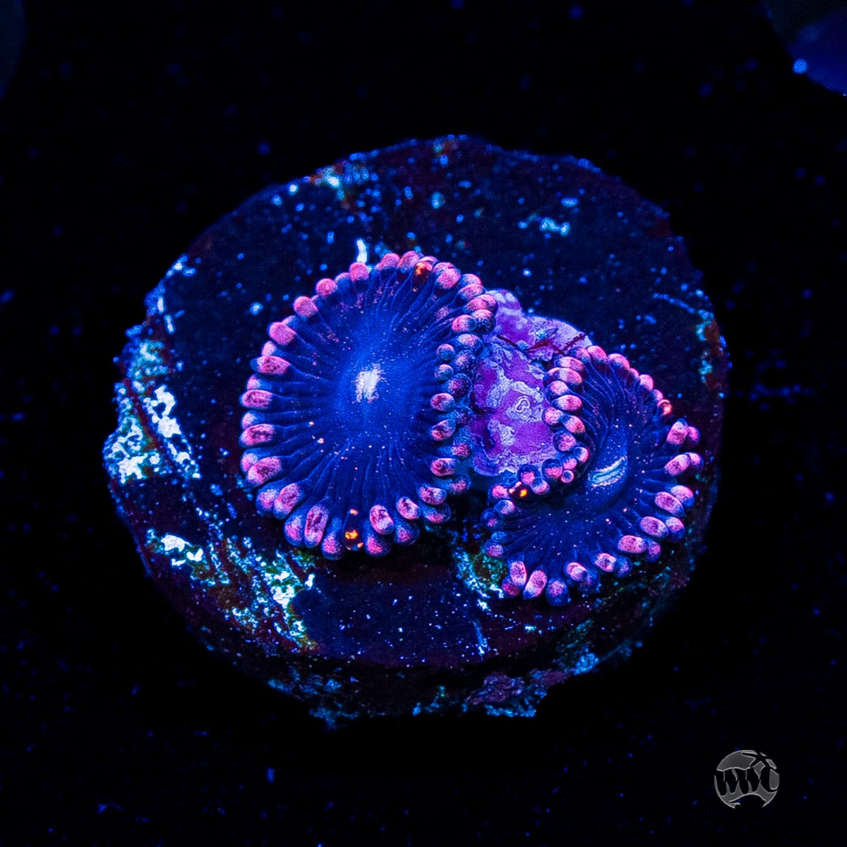 Celestial Rift Zoanthids