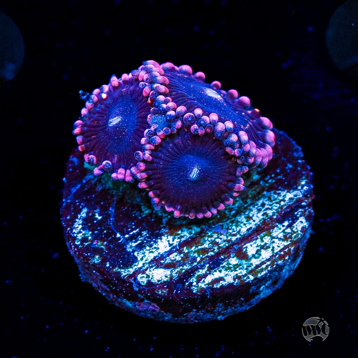 Celestial Rift Zoanthids