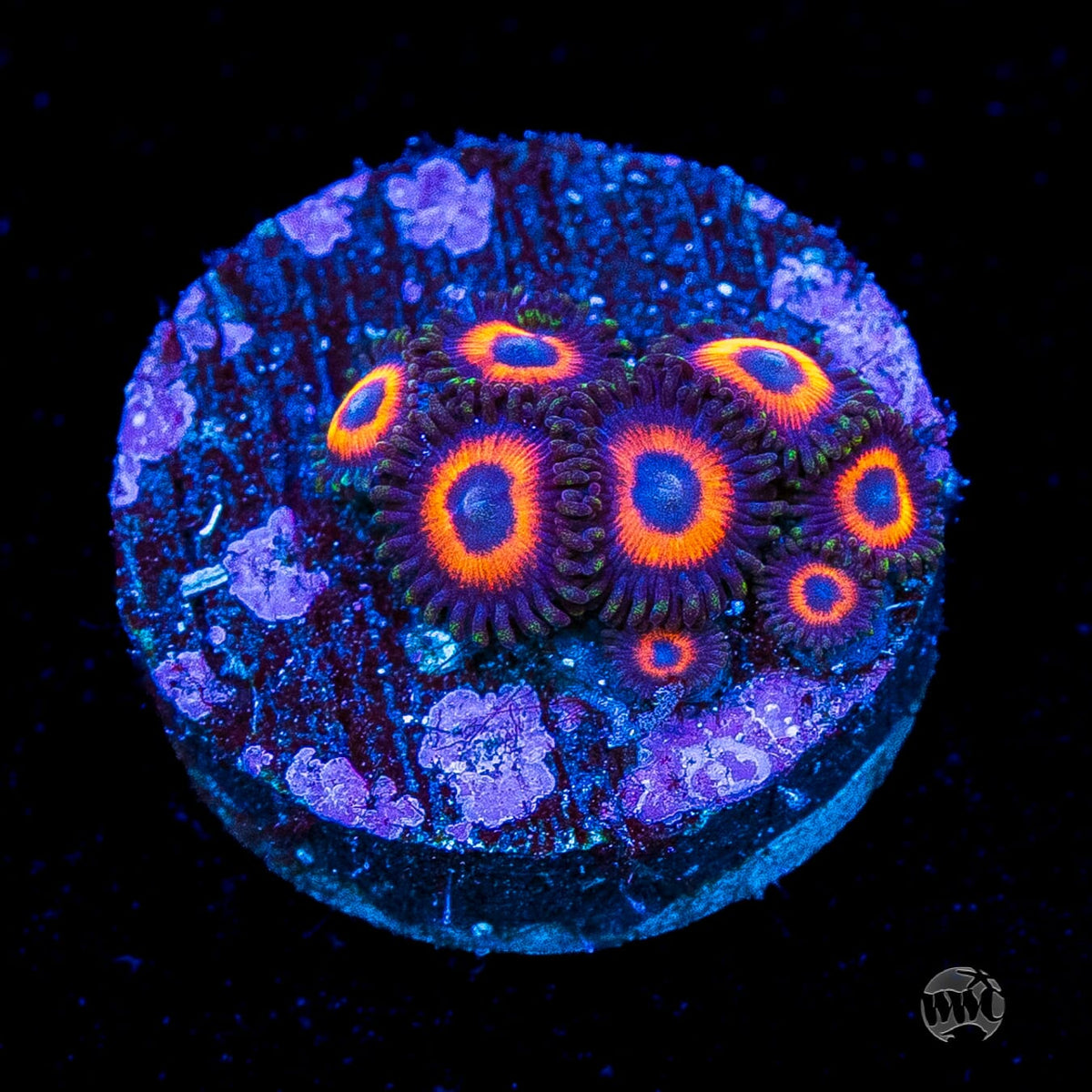 WWC Red Bull Zoanthids