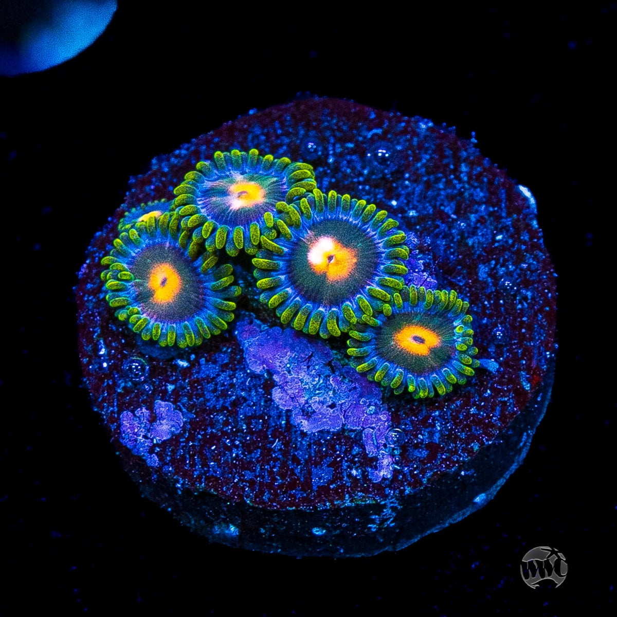 Blue Pinwheel Zoanthids
