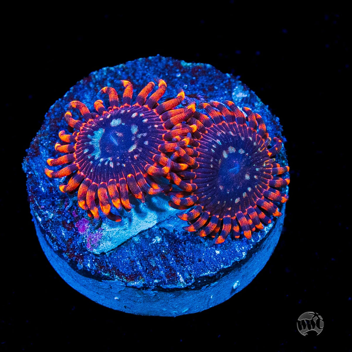 Utter Peace Zoanthids