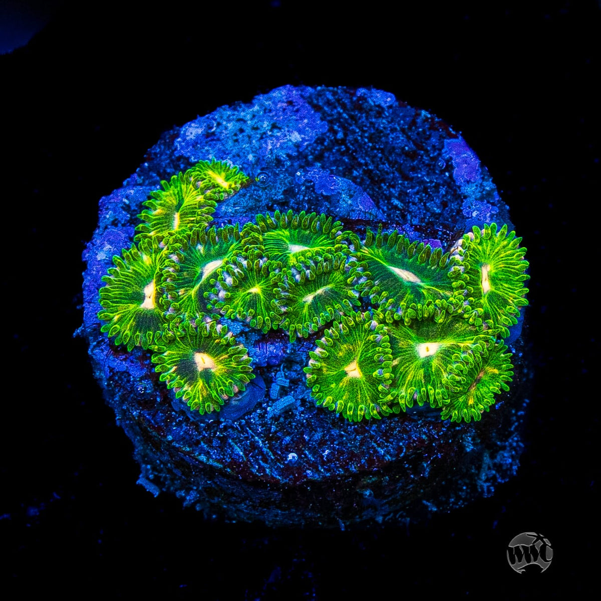 WWC Pine Nutz Zoanthids
