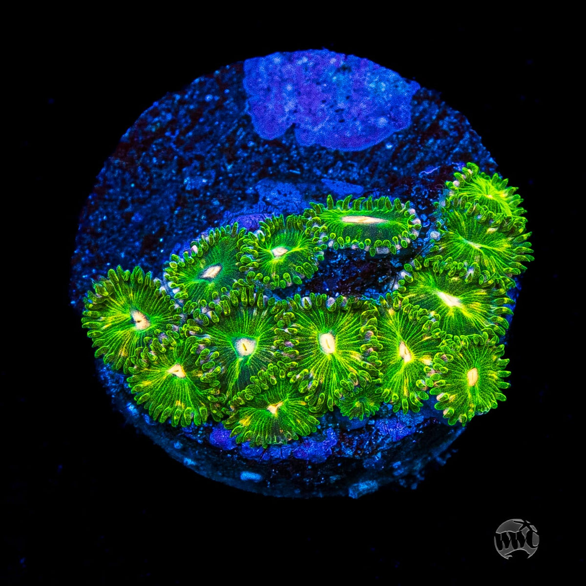 WWC Pine Nutz Zoanthids