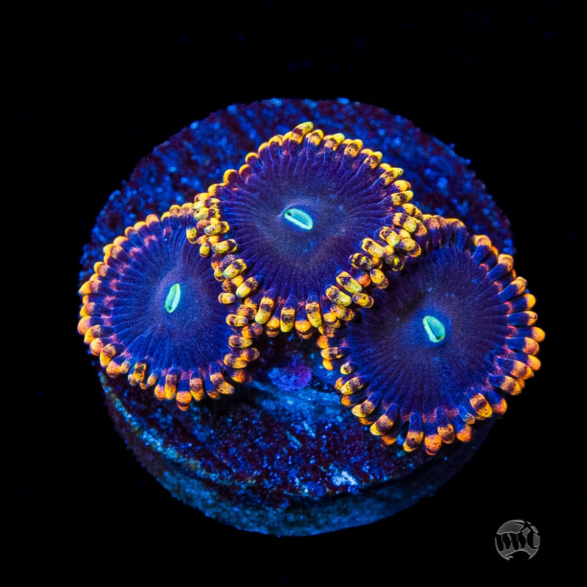 WWC Ultimate Chaos Zoanthids