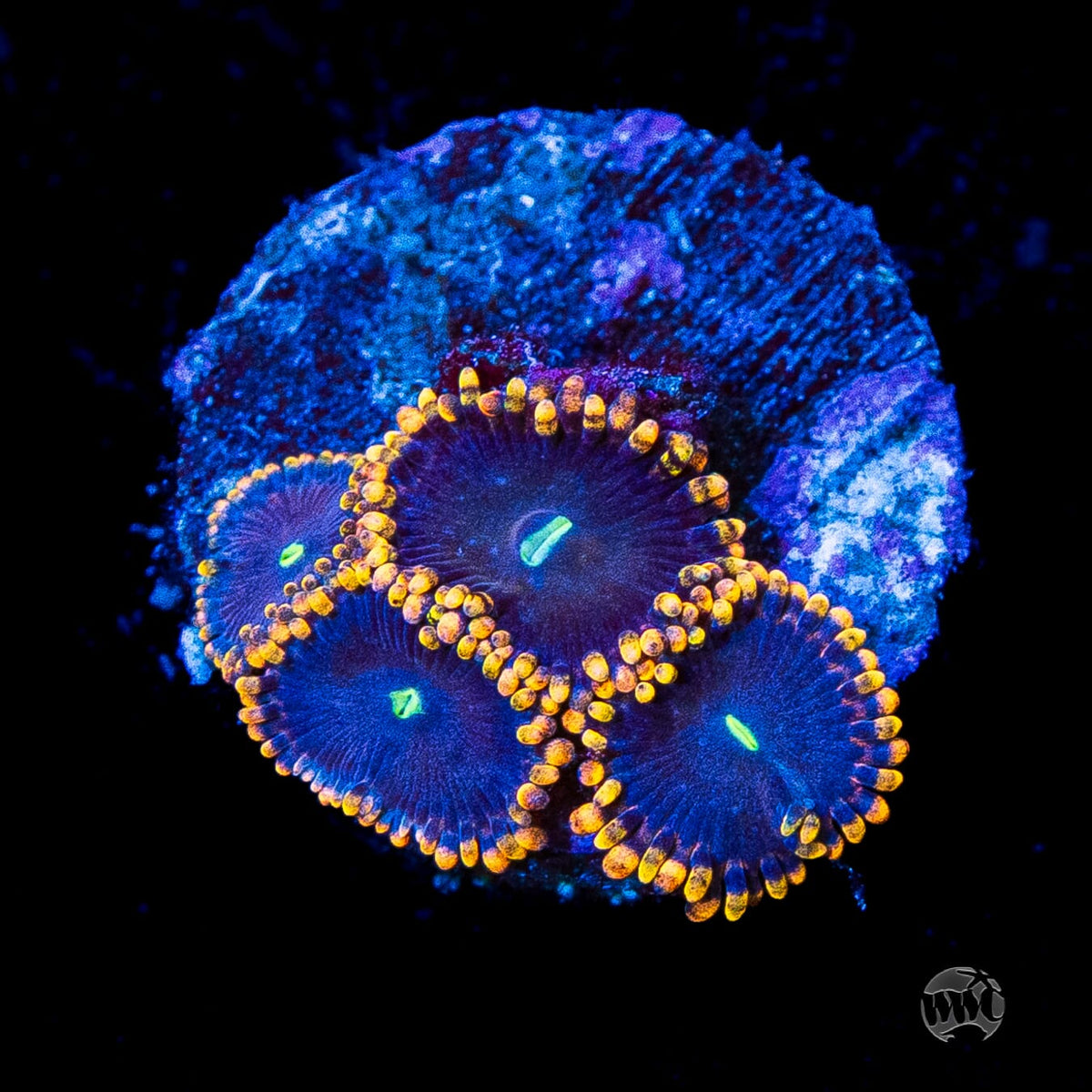 WWC Ultimate Chaos Zoanthids