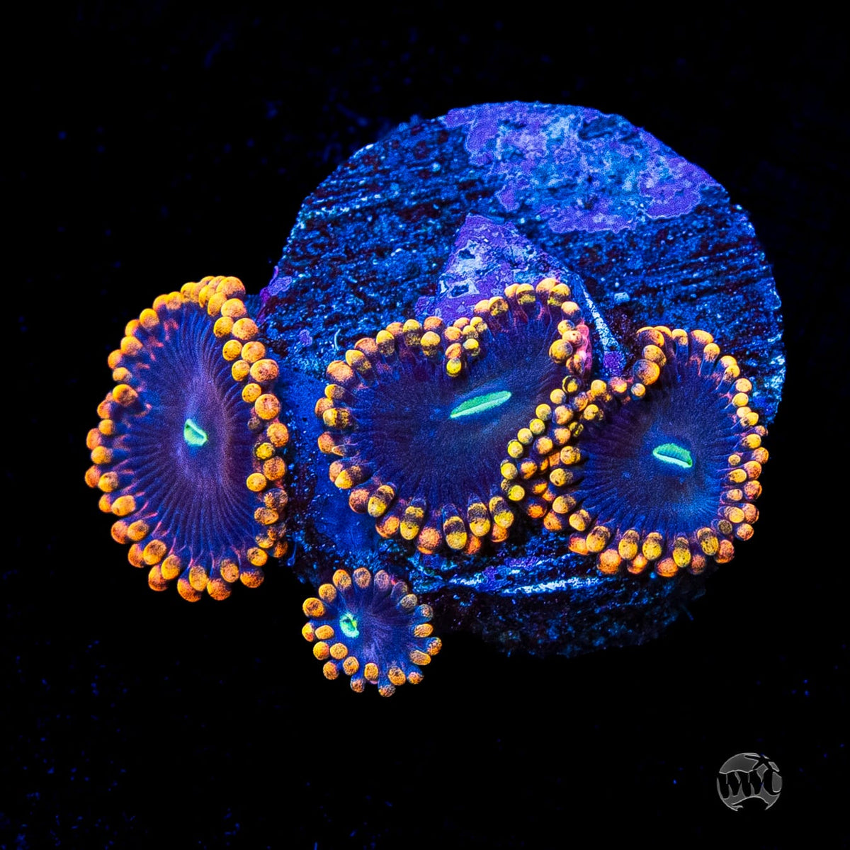 WWC Ultimate Chaos Zoanthids
