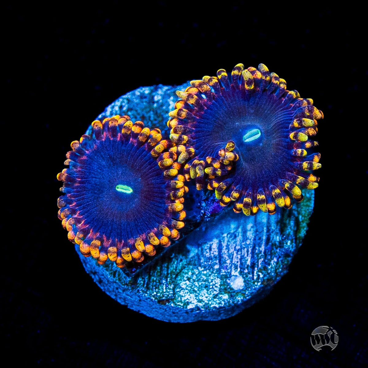 WWC Ultimate Chaos Zoanthids