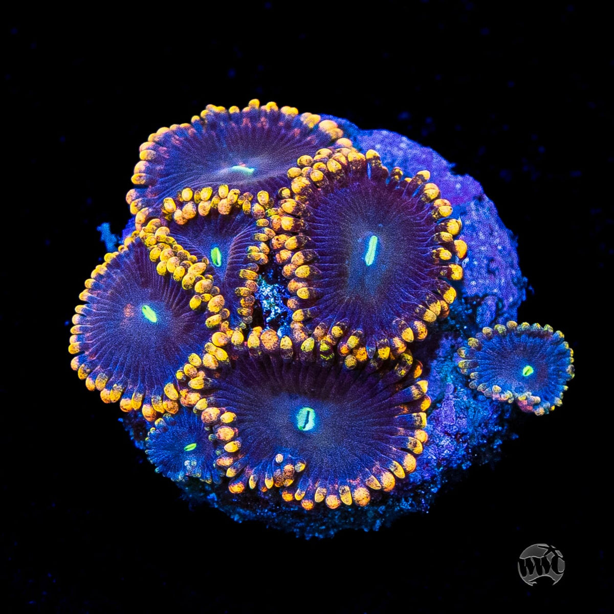 WWC Ultimate Chaos Zoanthids