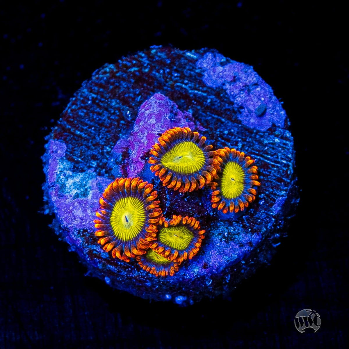 Mandarin Orange Zoanthids