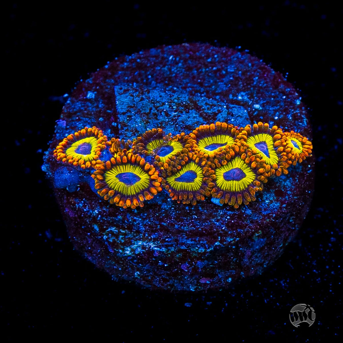 Fruit Loopz Zoanthids